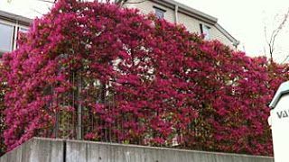 Thumbnail of post image 046
